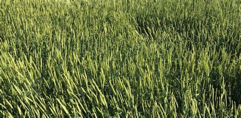 haybet|haymaker forage spring barley.